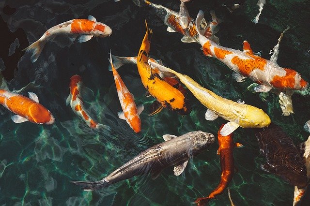 仲秋季兩種天氣釣魚爆護(hù)幾率增加不少 仲秋季兩種天氣釣魚爆護(hù)幾率增加不少